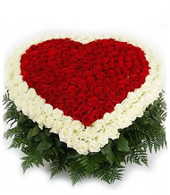 Сердце из 501 розы